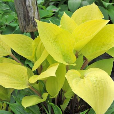 Hosta 'Designer Genes' Hosta 'Designer Genes'